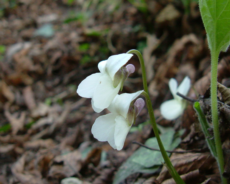 Viola alba / Viola bianca